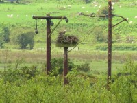 Cors Dyfi Nature Reserve/Dyfi Osprey Project